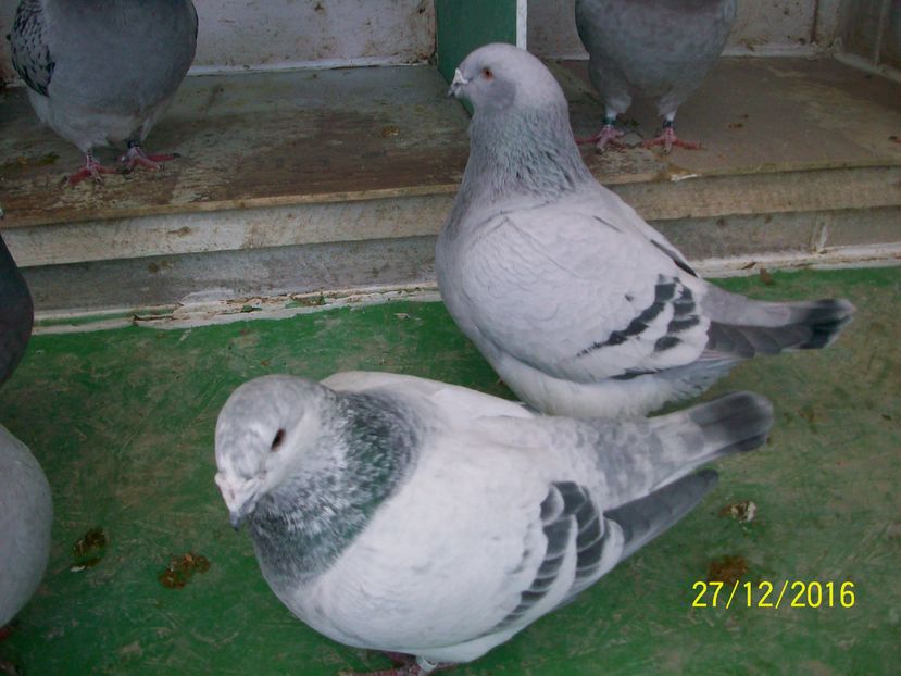 porumbei 044 MASCULI 2015