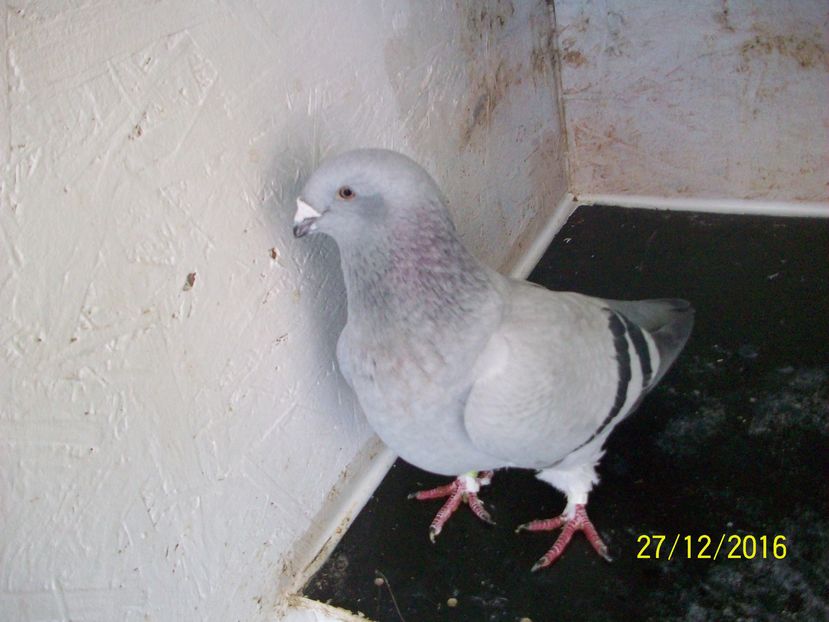 porumbei 058 FEMELA 2015