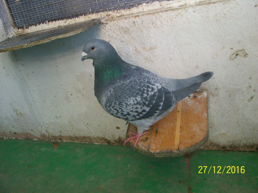 porumbei 083 FEMELA 2012