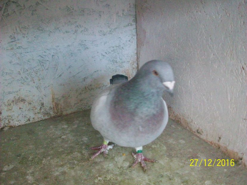 porumbei 109 VANDUTA