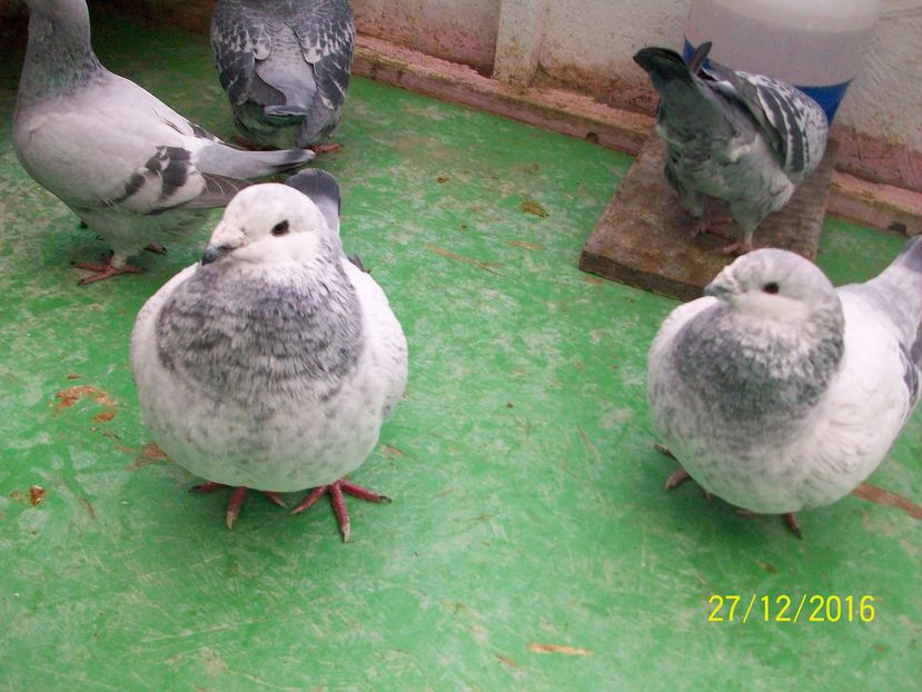 porumbei 149 M 2016 M 2015