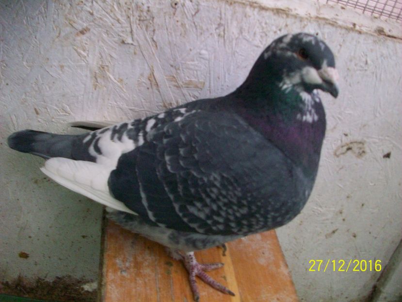 porumbei 155 MASCUL 2016