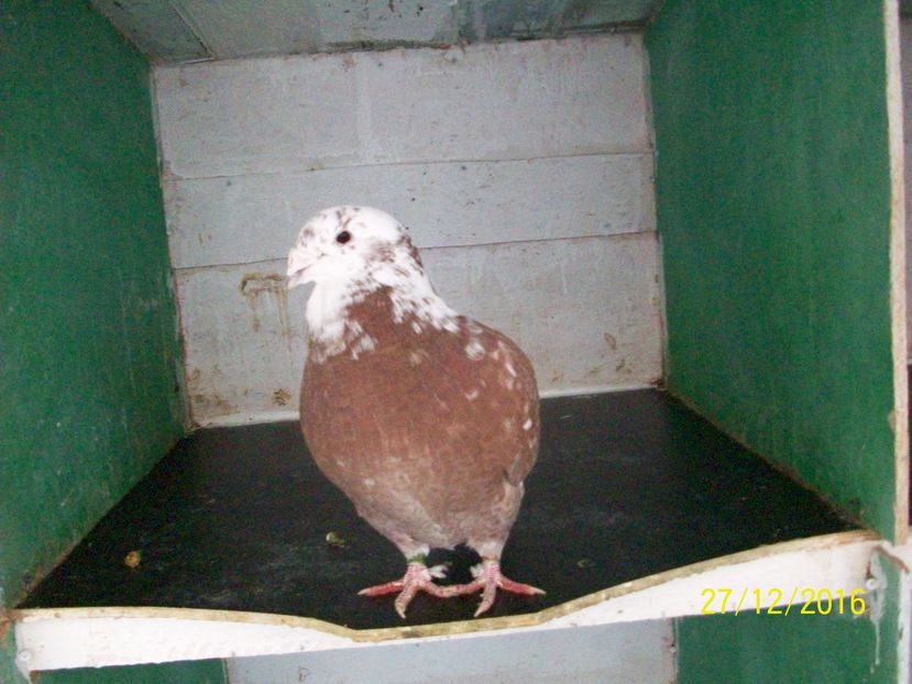 porumbei 177  F  2010 VANDUTA