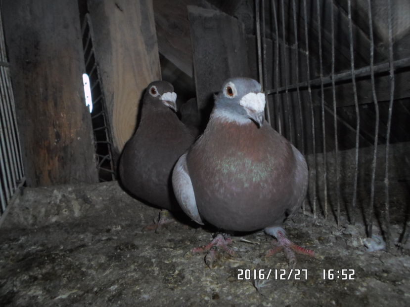 SAM_0683