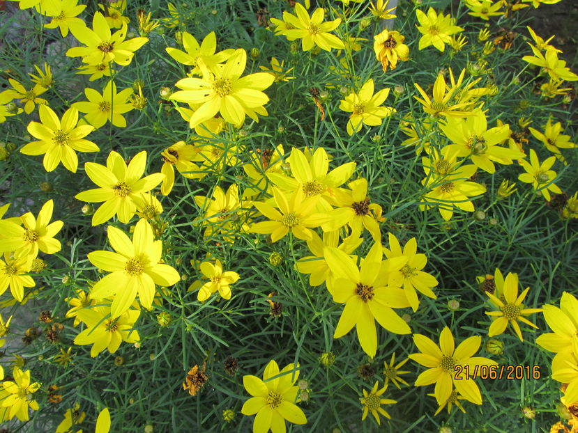 Coreopsis verticilata (10)