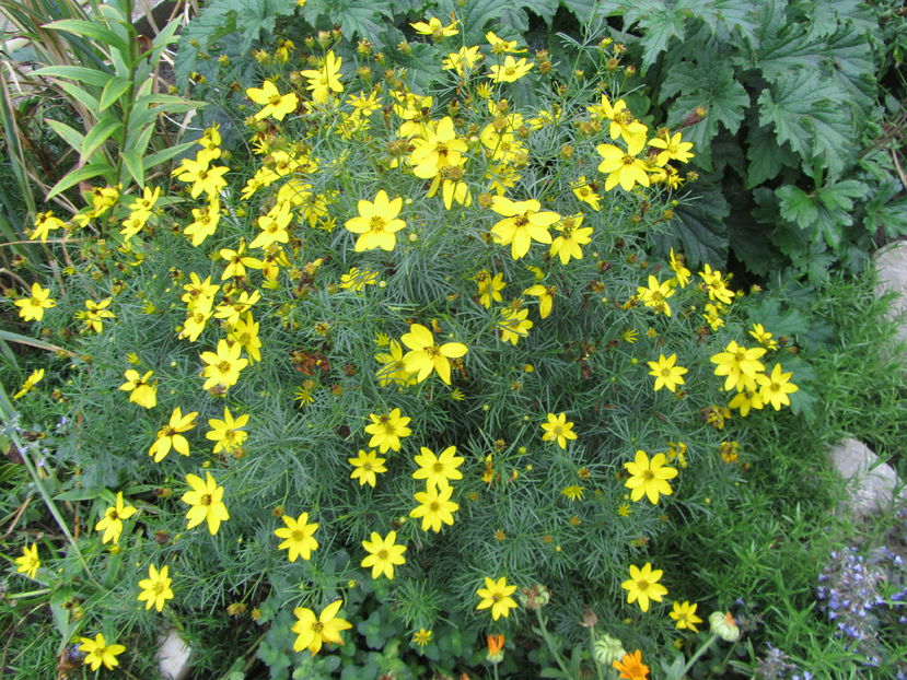 Coreopsis verticilata