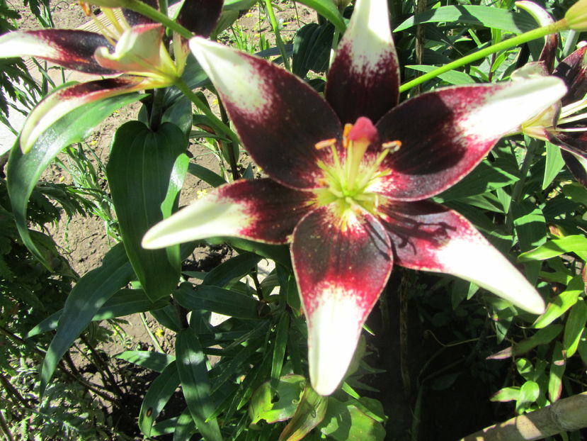 Crini netty's pride (2)