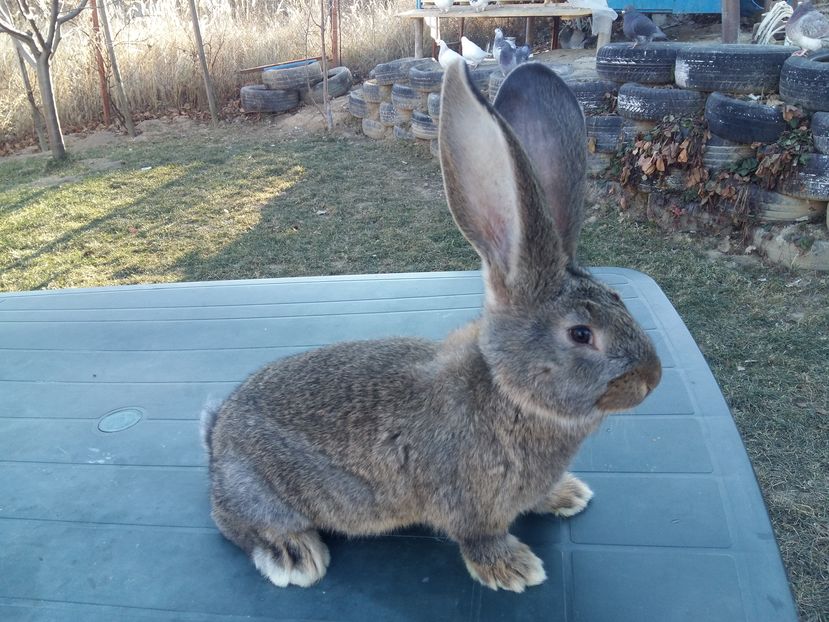 2luni - Cuib 21-10-2016