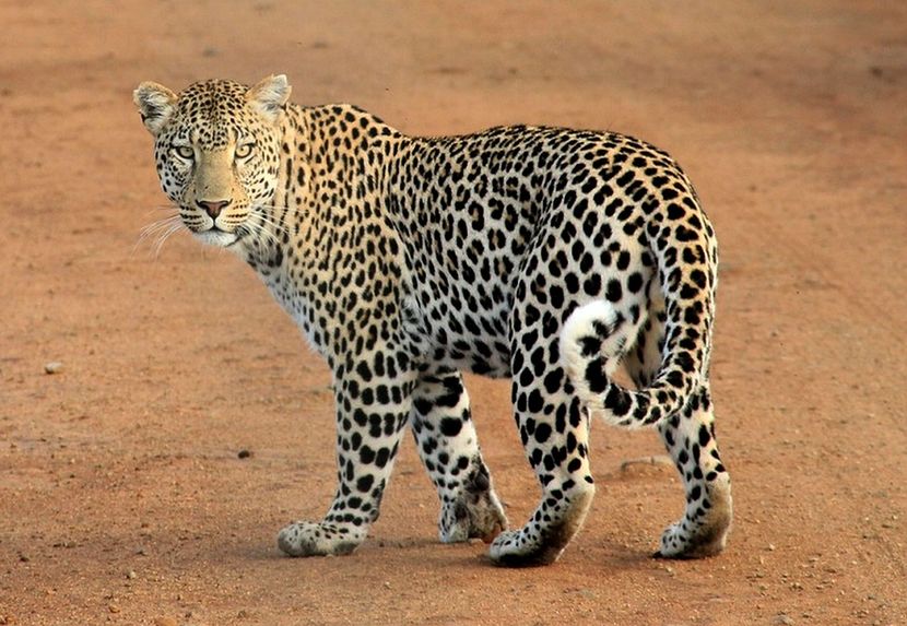 leopard-592187_960_720 - Animale in lume