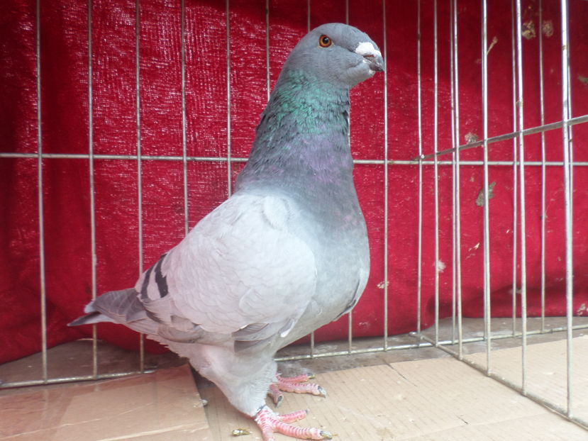fem 6956 16 - ARHIVA 2016 -2017-2o18-2019-2020