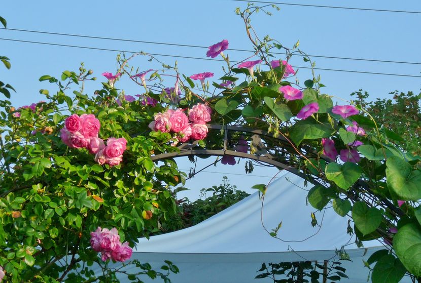 ... si-mbratisat cu zorele!; P2010887
