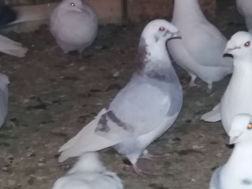 M-2015-vandut - 5-AMERICAN SHOW RACER