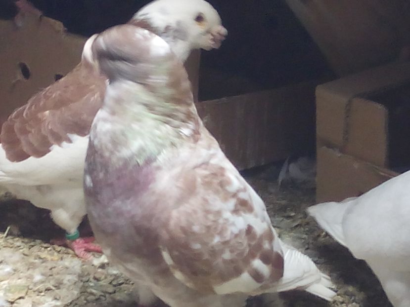 M-2013 vandut - 5-AMERICAN SHOW RACER