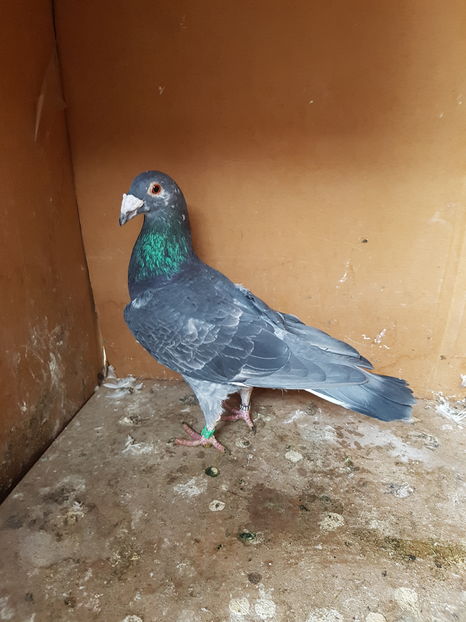 Mascul 2016 - Porumbei vanduti