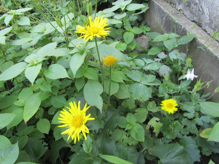 Doronicum orientale - 2 vara