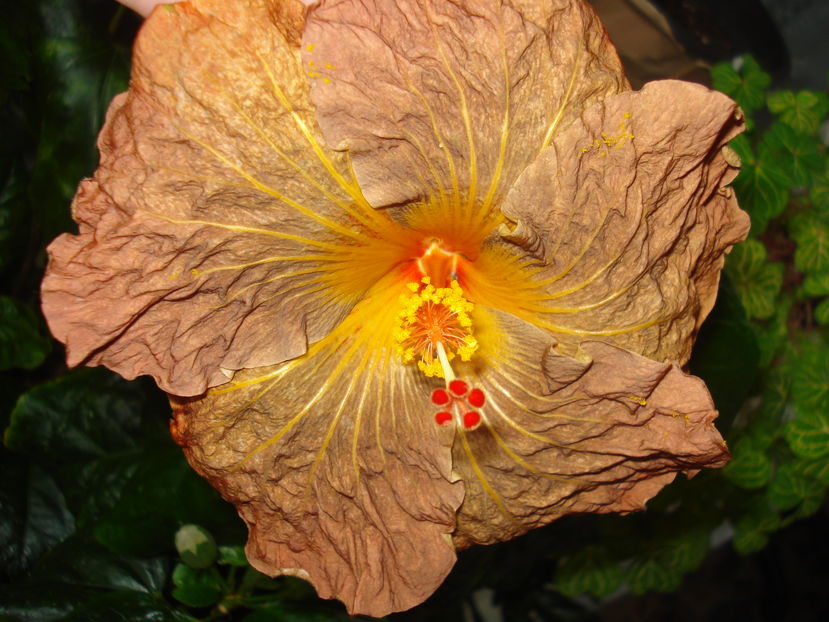  - Hibiscus Topaz Glory