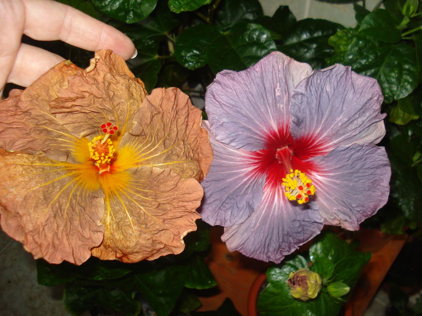  - Hibiscus Topaz Glory