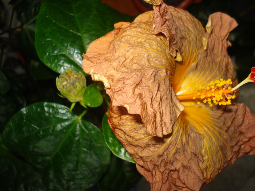  - Hibiscus Topaz Glory