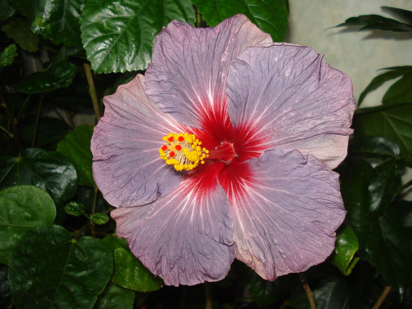  - Hibiscus Confederate Heart