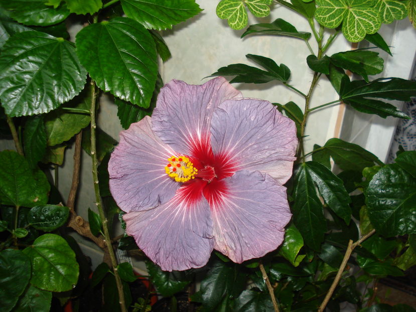  - Hibiscus Confederate Heart