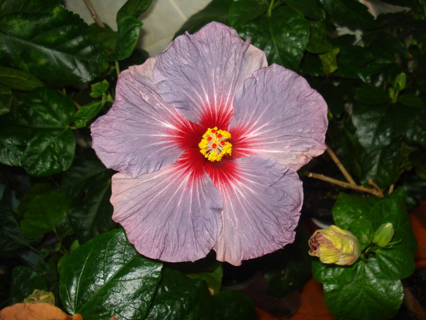  - Hibiscus Confederate Heart