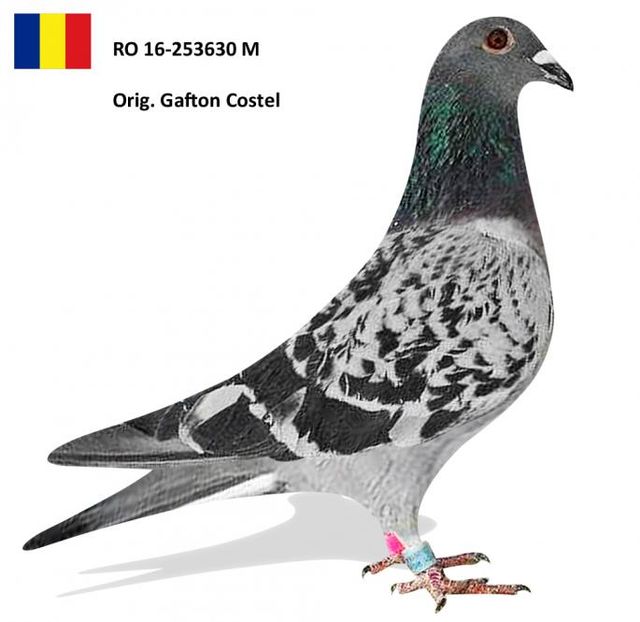 M G RO -2016 -253630