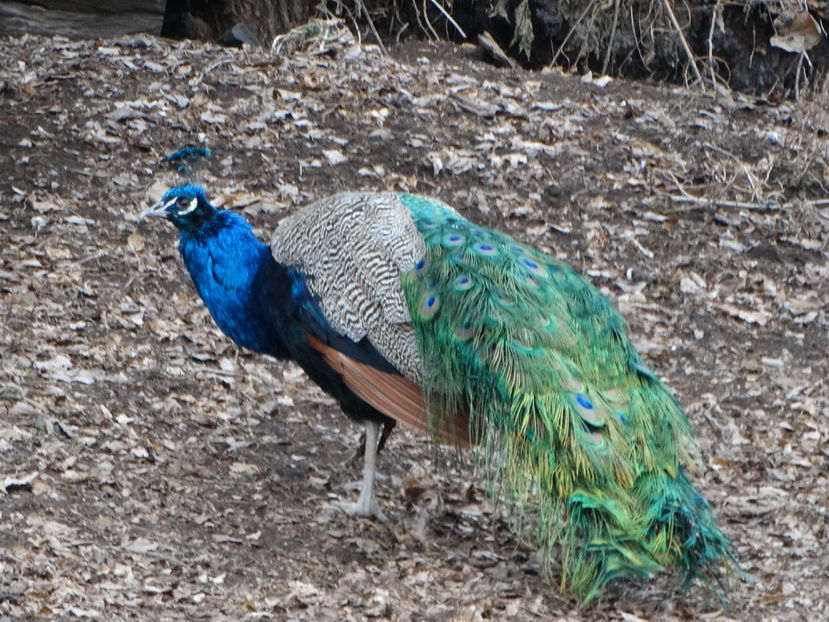  - Pauni 2016-2017-2018