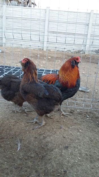 IMG-20161228-WA0000 - ARAUCANA Familia nr 2 pentru 2017