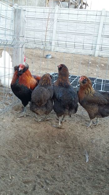 IMG-20161228-WA0004 - ARAUCANA Familia nr 2 pentru 2017