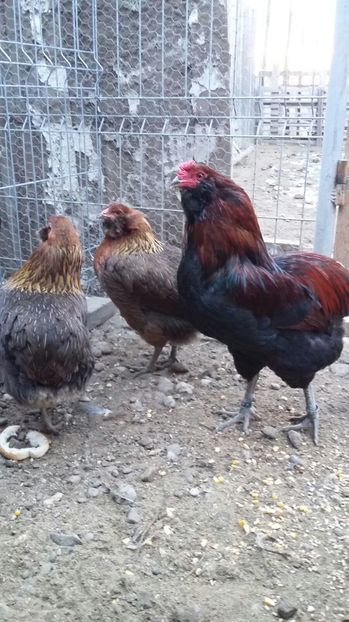 IMG-20161228-WA0015 - ARAUCANA Familia nr 3 pentru 2017