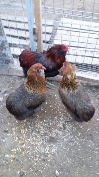 IMG-20161228-WA0017 - ARAUCANA Familia nr 3 pentru 2017