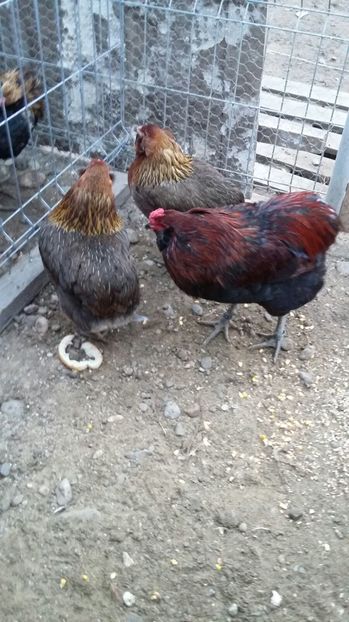 IMG-20161228-WA0020 - ARAUCANA Familia nr 3 pentru 2017