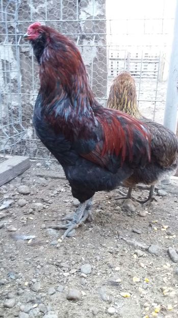 IMG-20161228-WA0032 - ARAUCANA Familia nr 3 pentru 2017