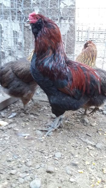 IMG-20161228-WA0031 - ARAUCANA Familia nr 3 pentru 2017