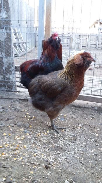 IMG-20161228-WA0030 - ARAUCANA Familia nr 3 pentru 2017