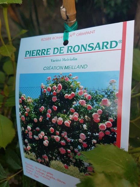 Pierre de Ronsard Eticheta - Pierre de Ronsard Eden Rose 88