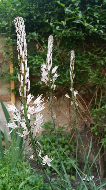 Asphodelus alb din gradina mea; Achizitionata in primavara anului 2016 si a inflorit dupa citeva luni.
