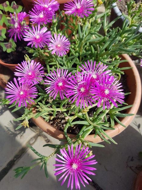 Floare de cristal la ghiveci - Floare de cristal-Delosperma cooperii