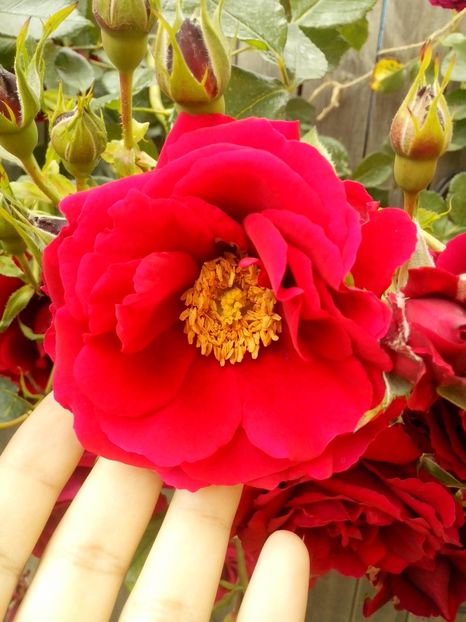 13235533_953186161494545_7048448731469149181_o