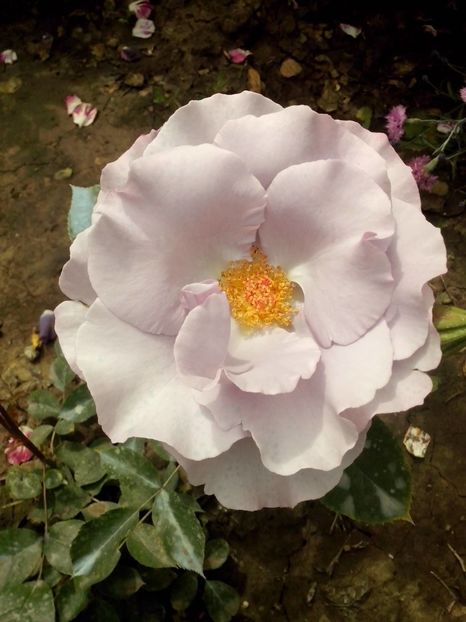 13254736_953193588160469_2637071676750903018_o