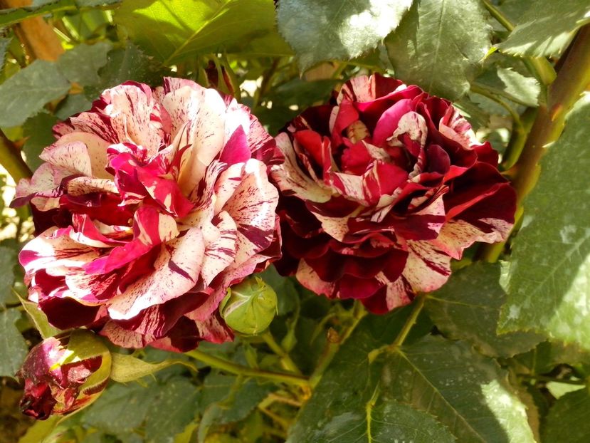 13235121_952251854921309_8375877053251771608_o