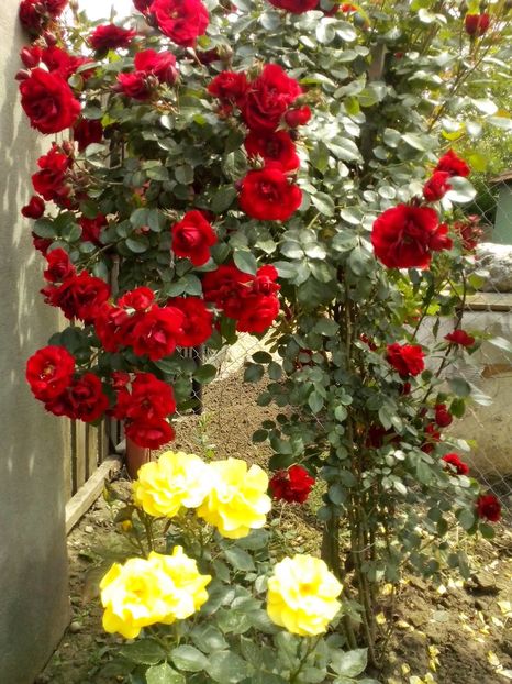 13247761_952204161592745_3083988039872371675_o