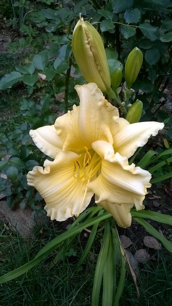  - 2016 Hemerocallis