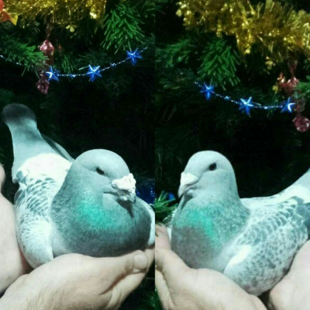 TATA-2015-----------FIICA-2016