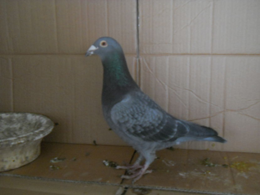 327-15 norma viteza; NORMA VITEZA
