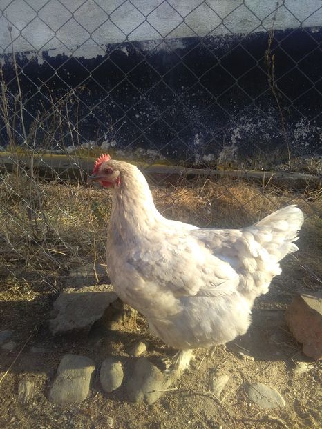 1483015723435-257144197