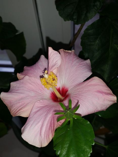 Cairo pink - hibiscus