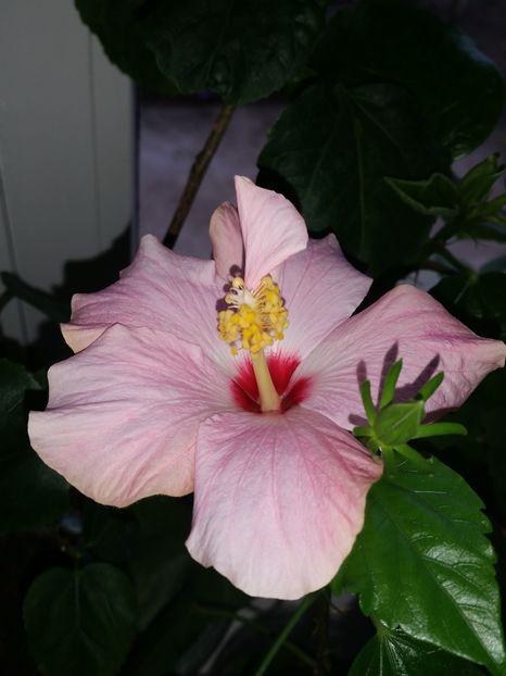  - hibiscus