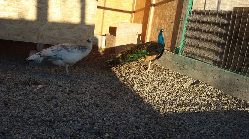 29.12.2016 - PAUNI UMAR NEGRU