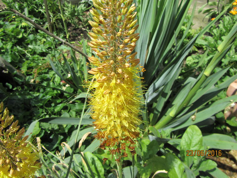 Eremurus (5) - 2 vara